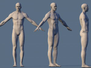 base character male or female 3Dモデル