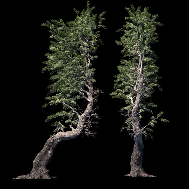aleppo pine 3D Модель .c4d .max .obj .3ds .fbx .stl .blend 