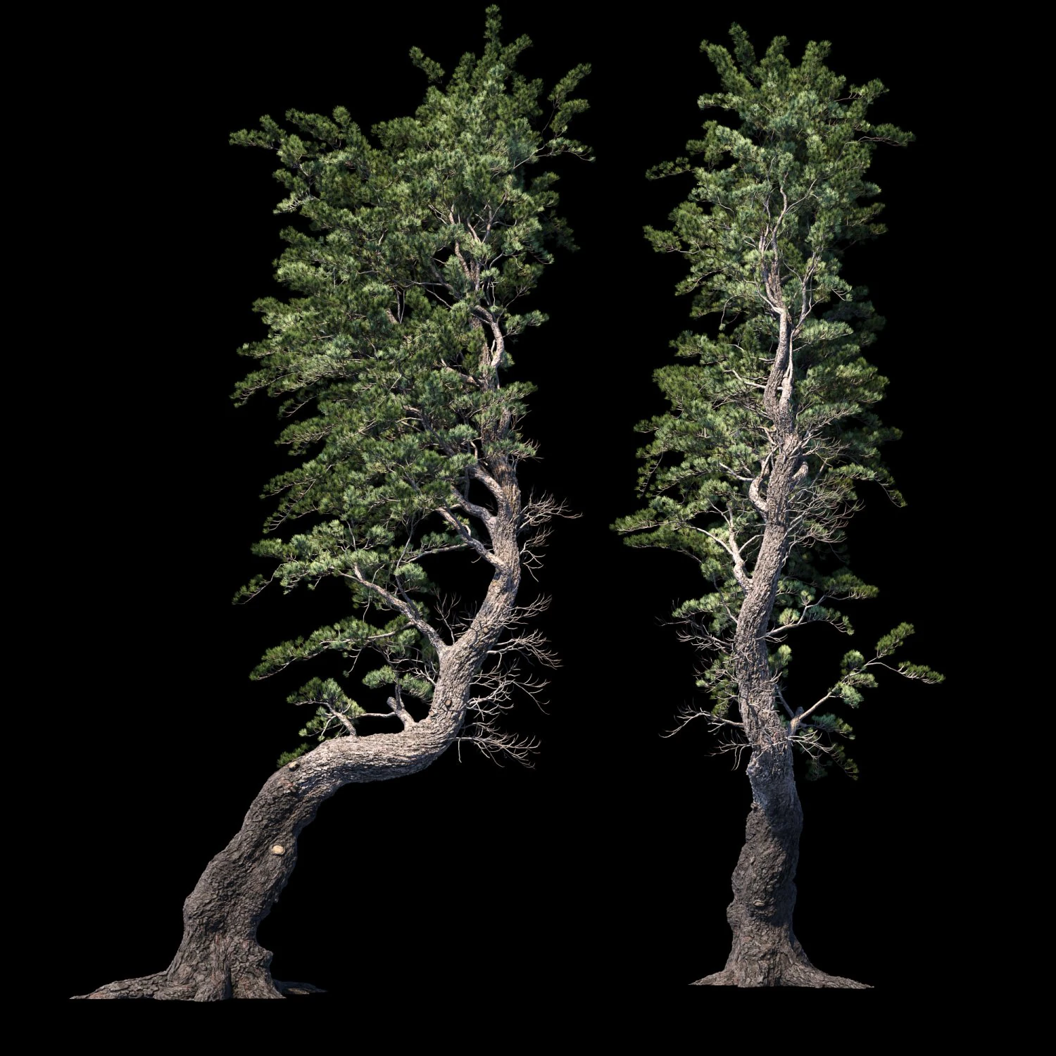 aleppo pine 3D Model .c4d .max .obj .3ds .fbx .stl .blend 