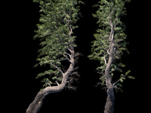 aleppo pine 3Dモデル