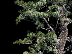 aleppo pine 3D Модель