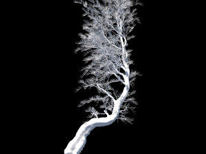 aleppo pine 3D Модель
