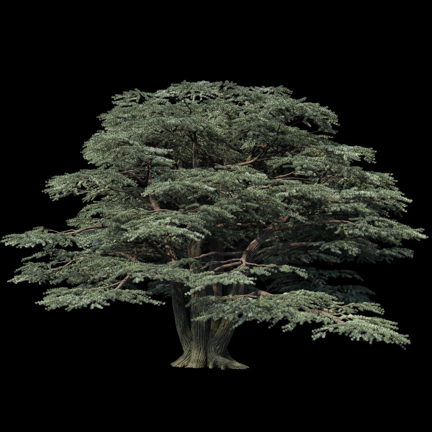 atlas cedar 3D Model .c4d .max .obj .3ds .fbx .stl .blend