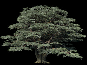 atlas cedar 3D 모델