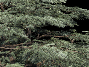 atlas cedar Model 3D