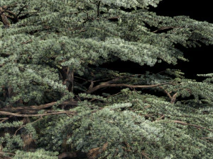 atlas cedar 3D Model