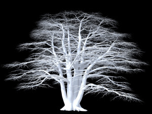 atlas cedar Model 3D