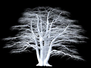 atlas cedar 3D Model