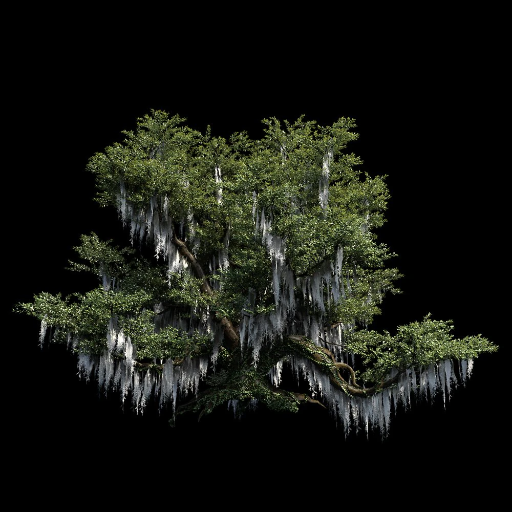 live oak 3D Model .c4d .max .obj .3ds .fbx .stl .blend 