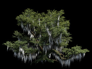 live oak 3Dモデル