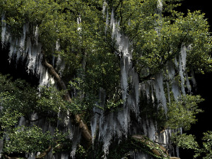 live oak 3D Model