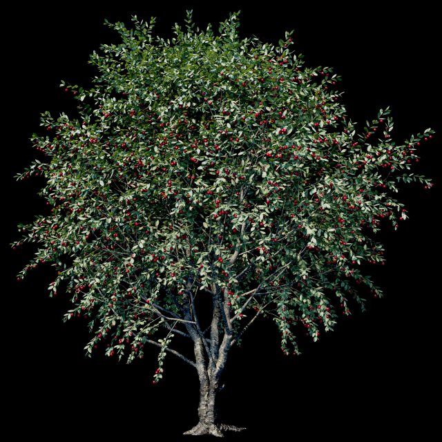 cherry 3D Модель .c4d .max .obj .3ds .fbx .stl .blend 