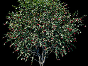 cherry 3D 모델