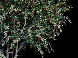 cherry 3D Модель