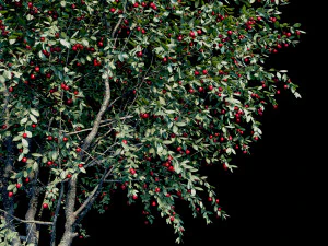 cherry 3D Model