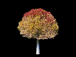 autumn set 3D Model