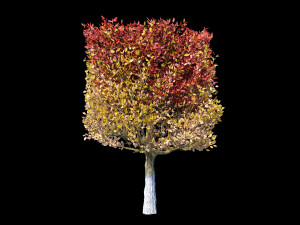 autumn set Model 3D