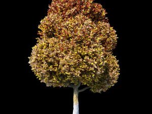 autumn set 3D Model