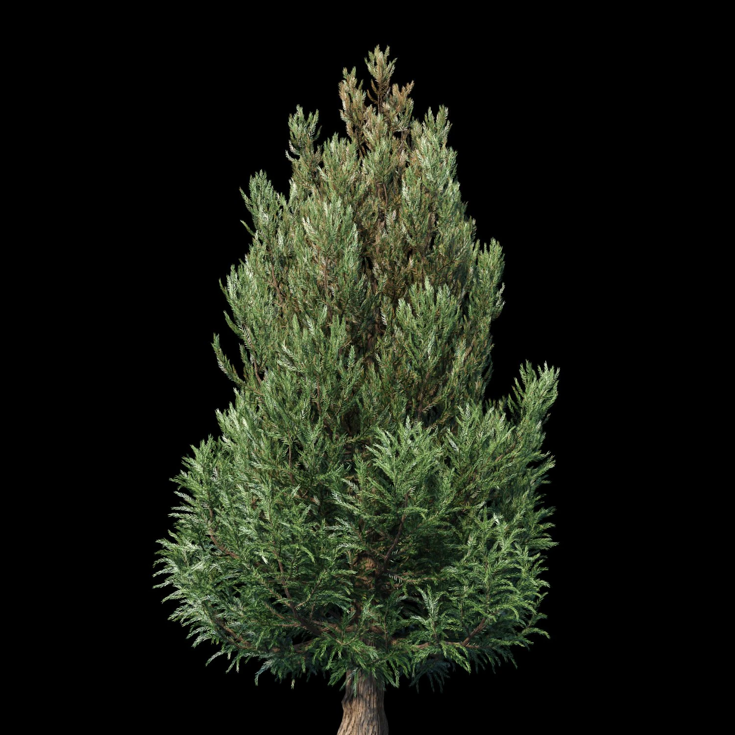cryptomeria japanese cedar 3D Model .c4d .max .obj .3ds .fbx .stl .blend 