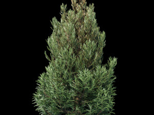 cryptomeria japanese cedar 3D 모델