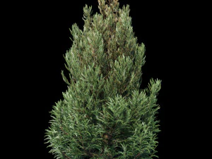 cedro japon&eacute;s criptomeria Modelo 3D