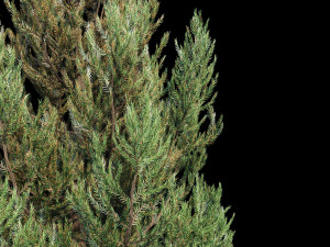 cryptomeria japanese cedar Model 3D
