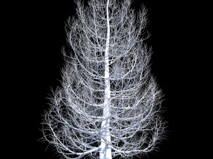 cryptomeria japanese cedar Model 3D