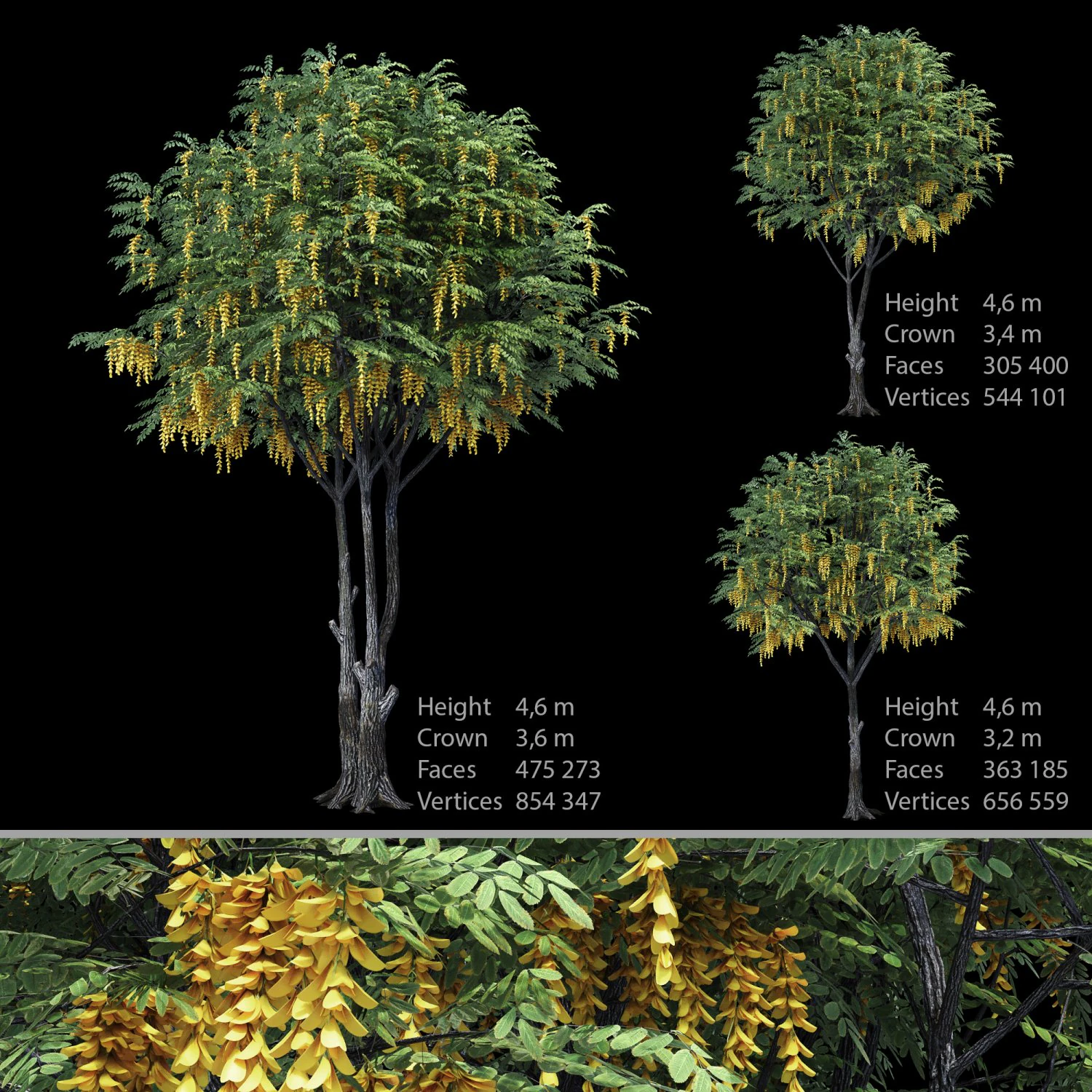 caragana yellow acacia 3D Model .c4d .max .obj .3ds .fbx .stl .blend 
