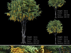 caragana yellow acacia 3D Model
