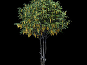 caragana yellow acacia Modelo 3D
