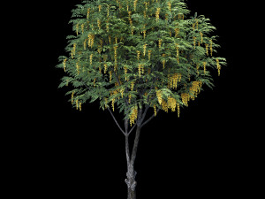 caragana yellow acacia Modelo 3D