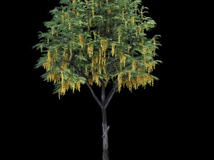 caragana yellow acacia Modelo 3D