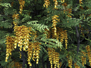caragana yellow acacia Modelo 3D
