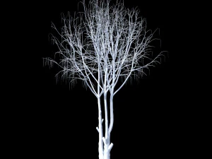 caragana yellow acacia 3D Model