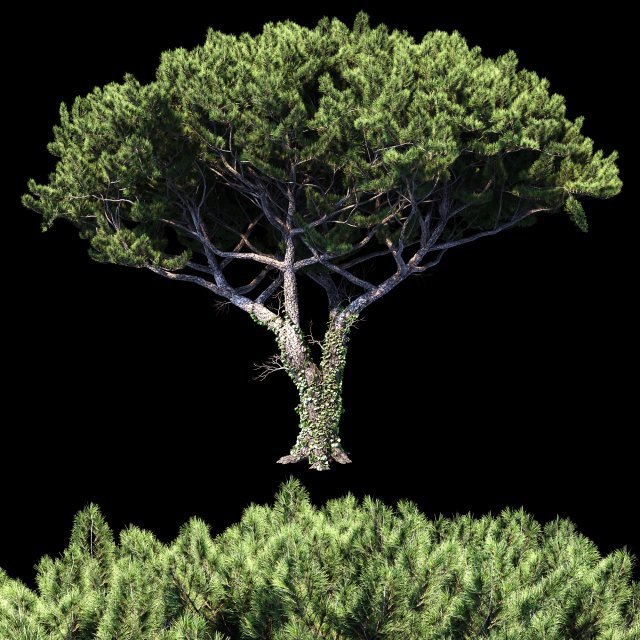 pinus italian Model 3D .c4d .max .obj .3ds .fbx .stl .blend 