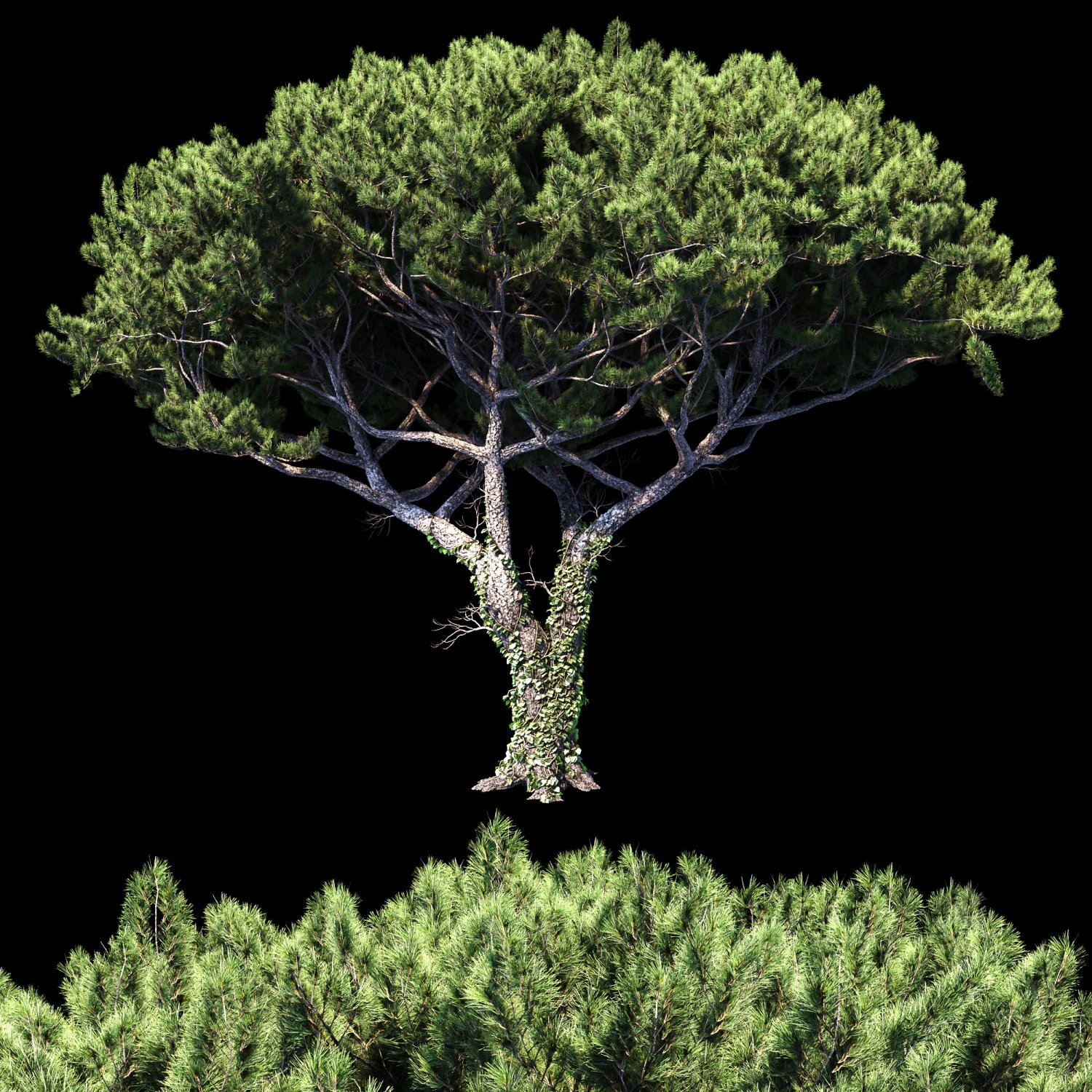 pinus italian 3D Model .c4d .max .obj .3ds .fbx .stl .blend