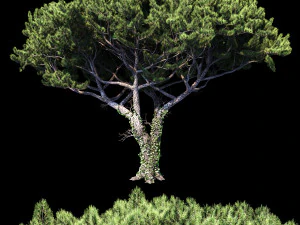 pino italiano Modelo 3D