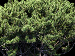 pinus italian 3D Model