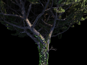 pinus italian Model 3D