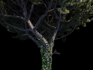 pinus italian 3D Model