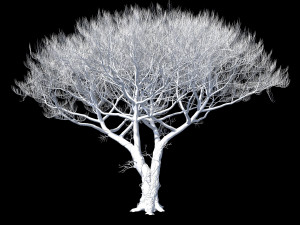 pinus italian Model 3D