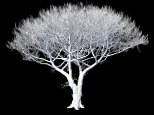 pinus italian 3D Model
