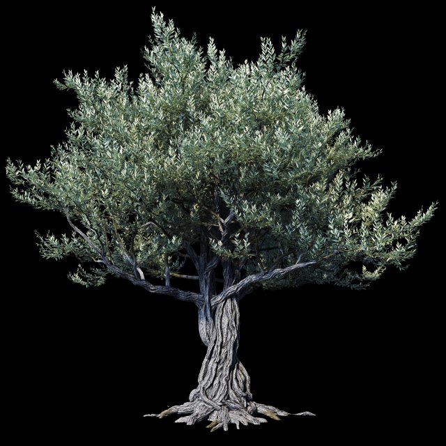 the european olive 01 3D 모델 .c4d .max .obj .3ds .fbx .stl .blend 