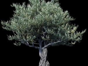 the european olive 01 3D Model