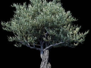 यूरोपीय जैतून 01 3D मॉडल