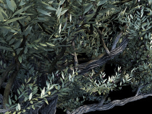 the european olive 01 3D 모델