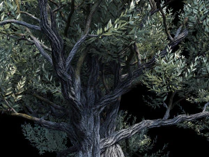 the european olive 01 3D Model