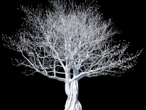 the european olive 01 3D 모델