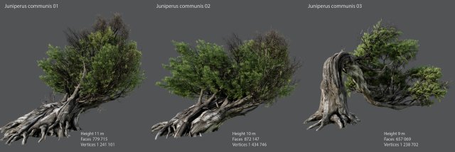 juniper ordinary 3D Modell .c4d .max .obj .3ds .fbx .stl .blend