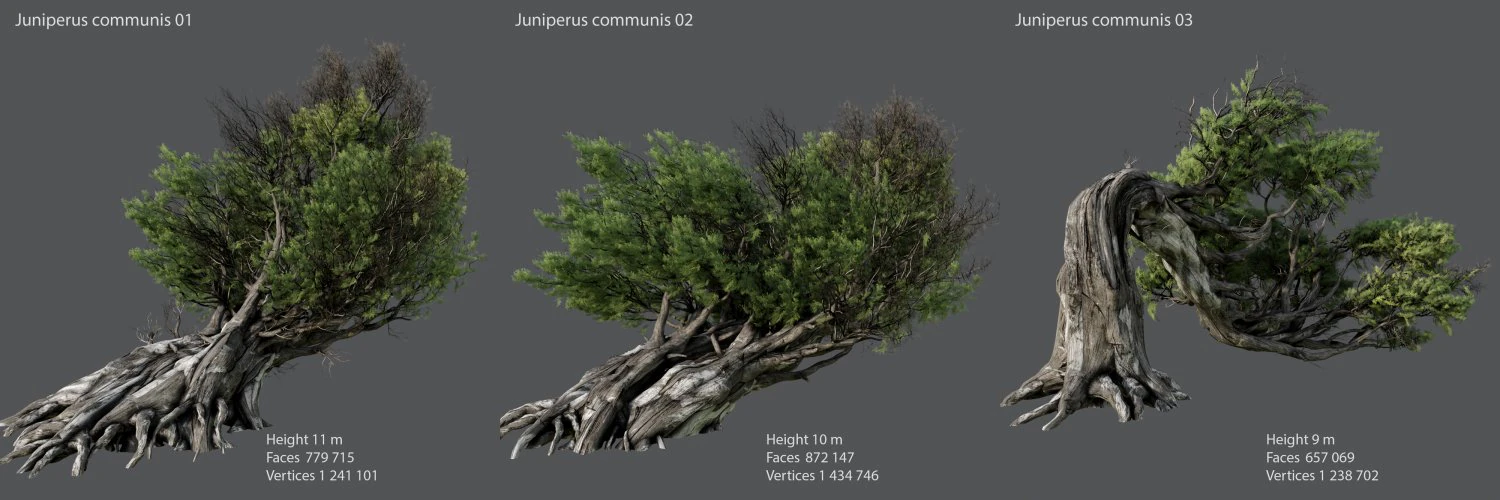 juniper ordinary 3D Model .c4d .max .obj .3ds .fbx .stl .blend 